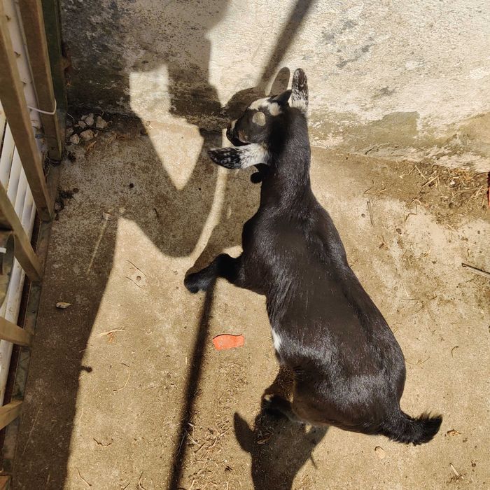Cabrito anão macho filhote