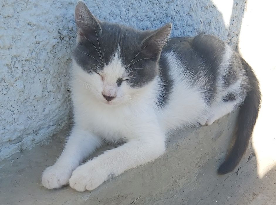 Котята отдам в добрые рукии