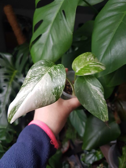 Monstera deliciosa variegata