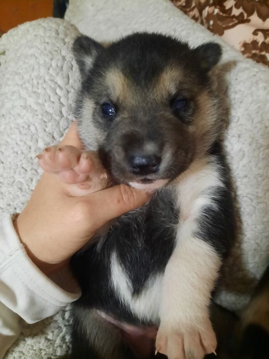 Цуценята хаскі,снігові ведмедики