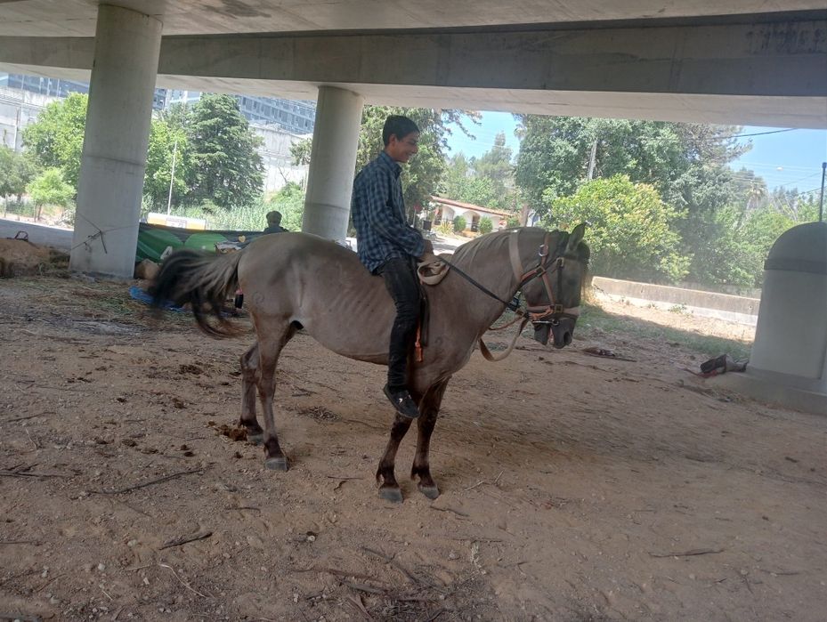 Cavalos animais não experiência