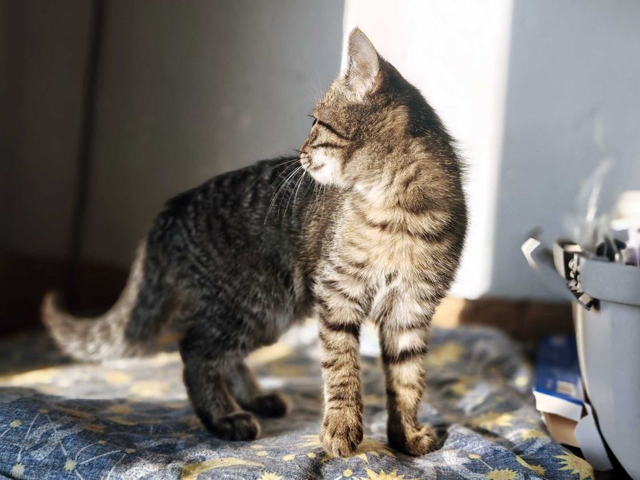 Увага! Коти, котики.  Кошенятко Мікеланджело, 2 міс. Коти, котики