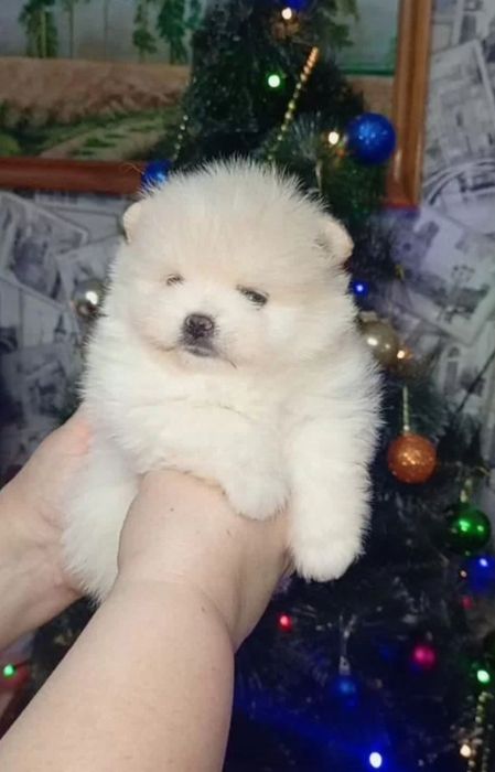 Мини чудесный шпицы