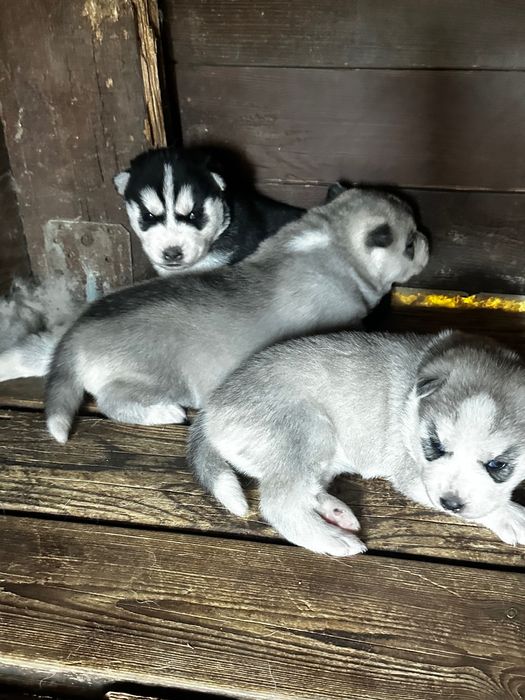 Husky syberian suczka