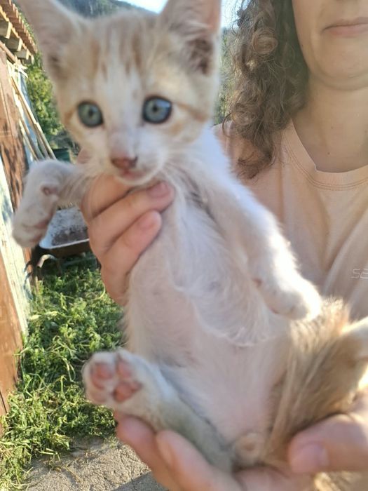 Gatinhos bebés meigos