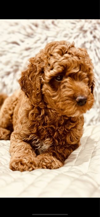 Мальтипу ред браун хлопчик