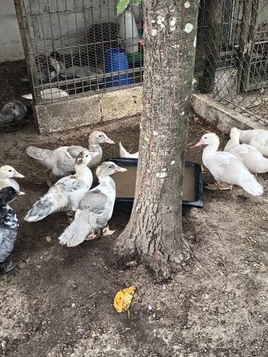 Patos mudos de raça grande