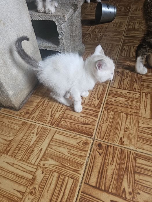 Doa-se gatinha meiga