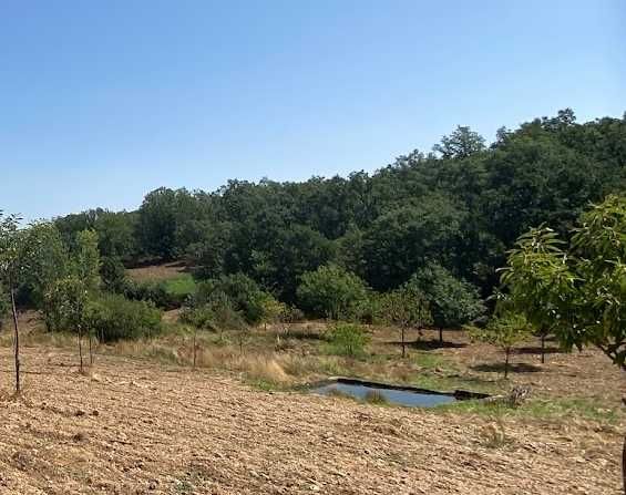Terreno 3 ha com castanheiros e água à venda em Mós (Bragança)
