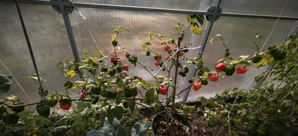 Papryka Trinidad Moruga Scorpion