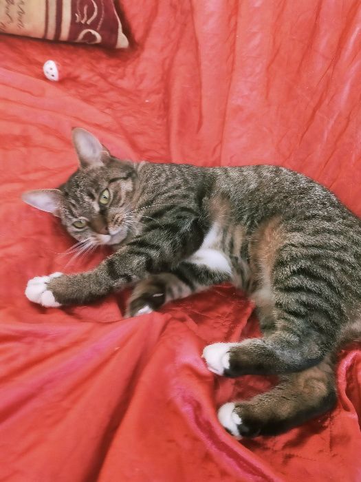 Psotka z Fundacji MIASTO KOTÓW