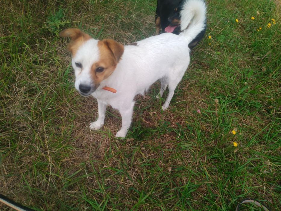 Do adopcji wyjątkowa Lili! 

Lili to prześliczna, około 3-letnia sunia