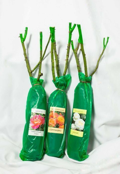 Саджанці троянд/Саженцы роз