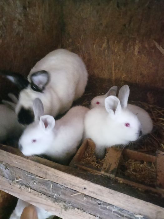 Młode króliki kalifornijskie