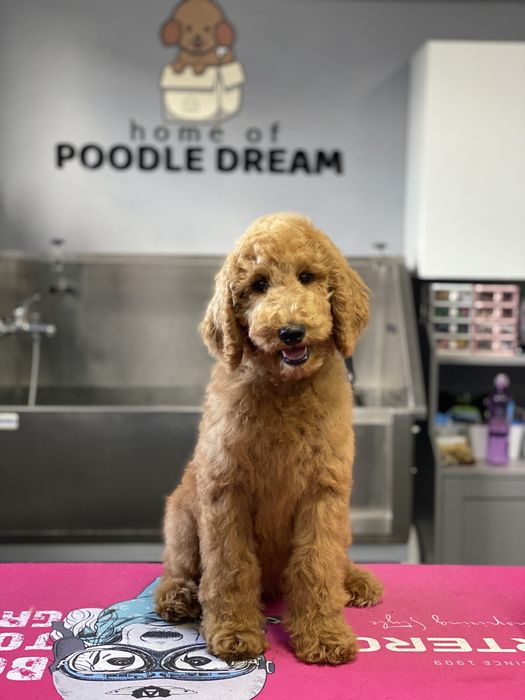Imperdível!!! Preço especial por 1 semana!!! Linda bebê de Caniche/Poodle Standard procura novo dono!!!