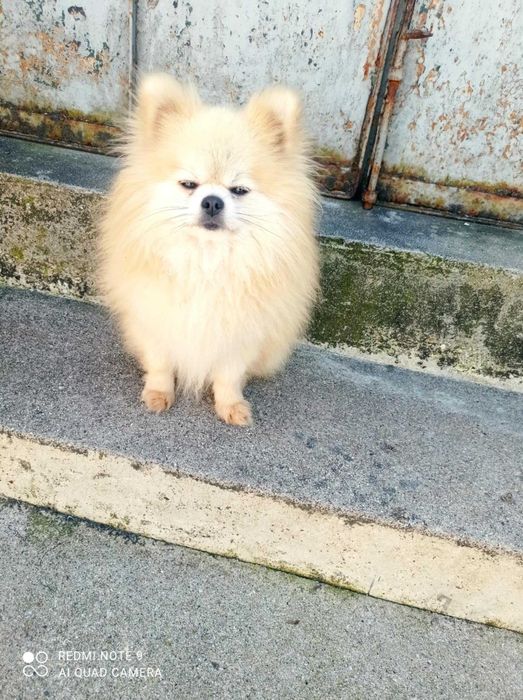 Spitz Alemão Anão ou Lulu da Pomerânia