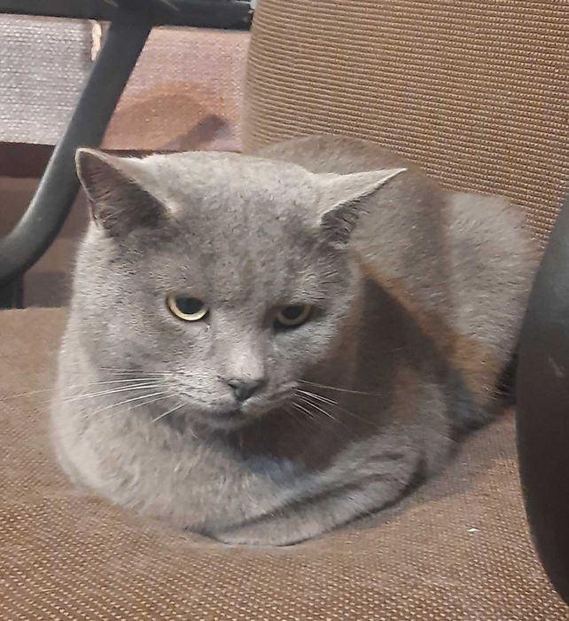 Котик Британець!