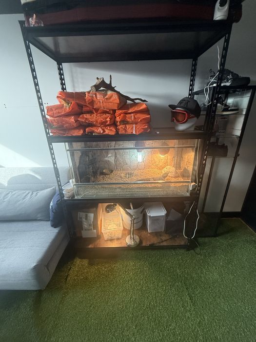 Terarium z agamą