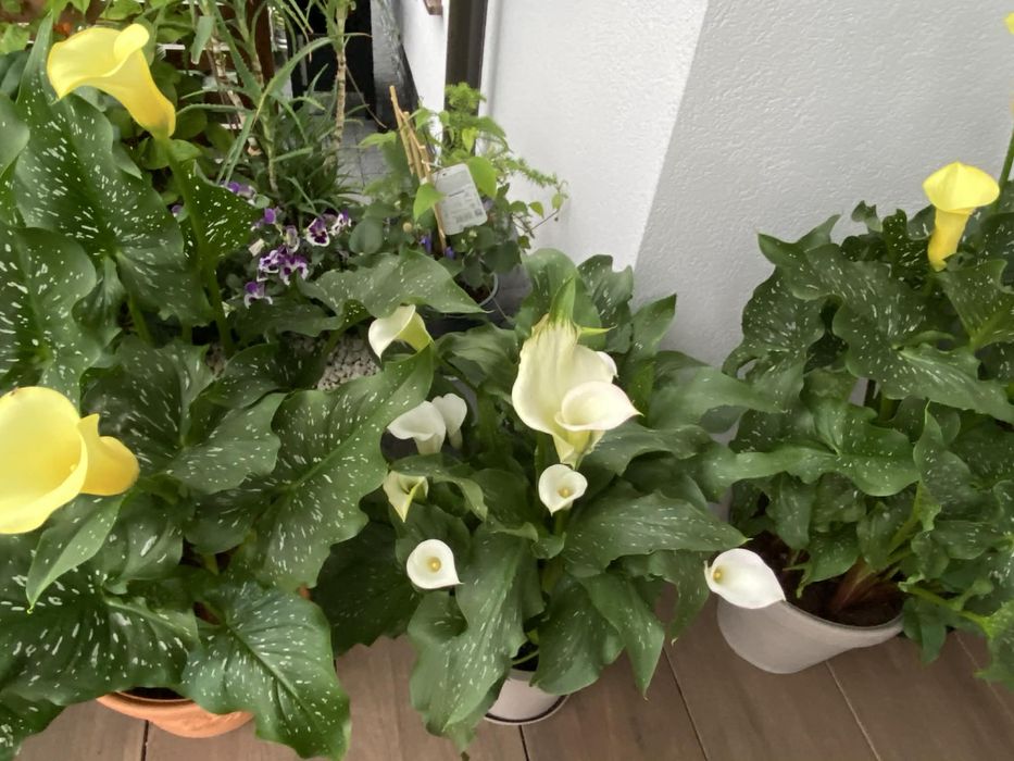 Kalia żółta cebulki