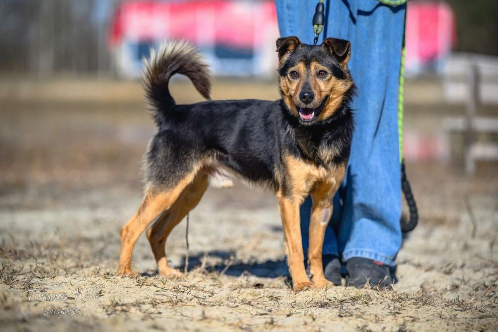Niby bury, a jednak wesoły - mały Burek do adopcji