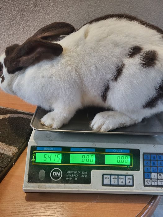 Німецький строкаьтий велетень