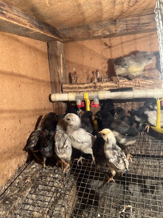 Курчата амераукана