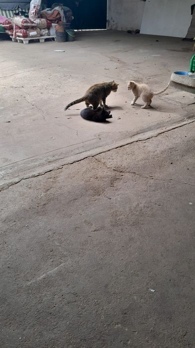 Gatinhos para Doação