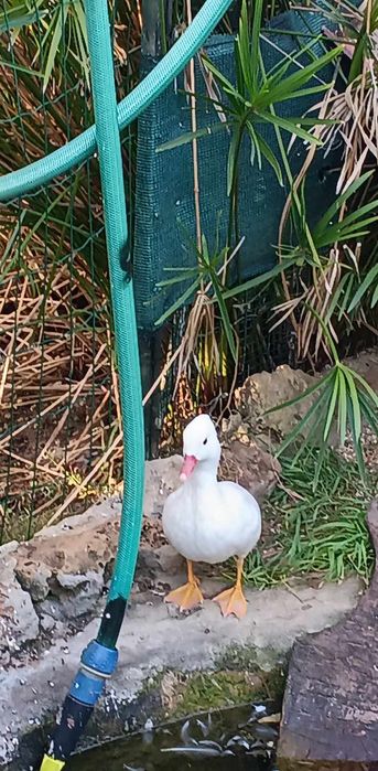 rosicolis e patos mandarins