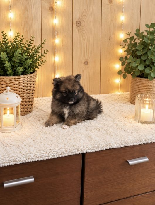 lulu da pomerania/spitz alemao anao