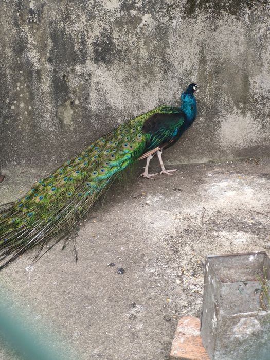 Vendo pavão asa negra