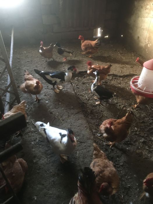 Patos caseiros 3machos 1 femea