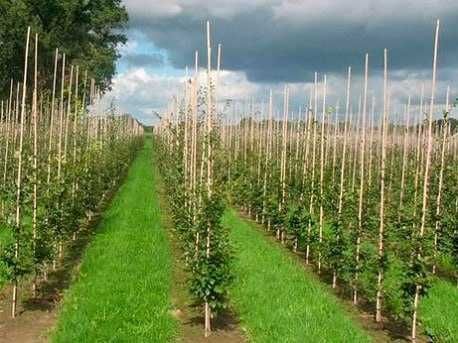 Опоры колышки стеклопластиковые для подвязки саженцев (помидоров)ø12мм