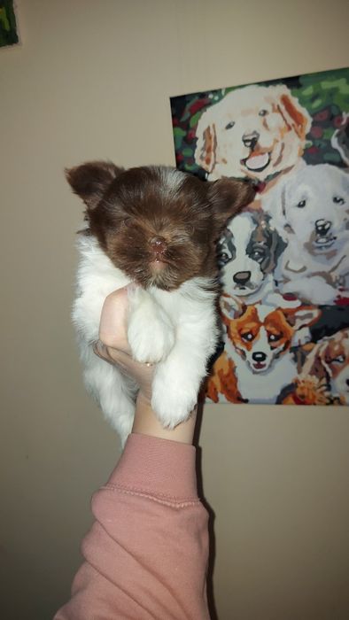 Кукольний міні біро йорк хлопчик. Шоколадне щастя.