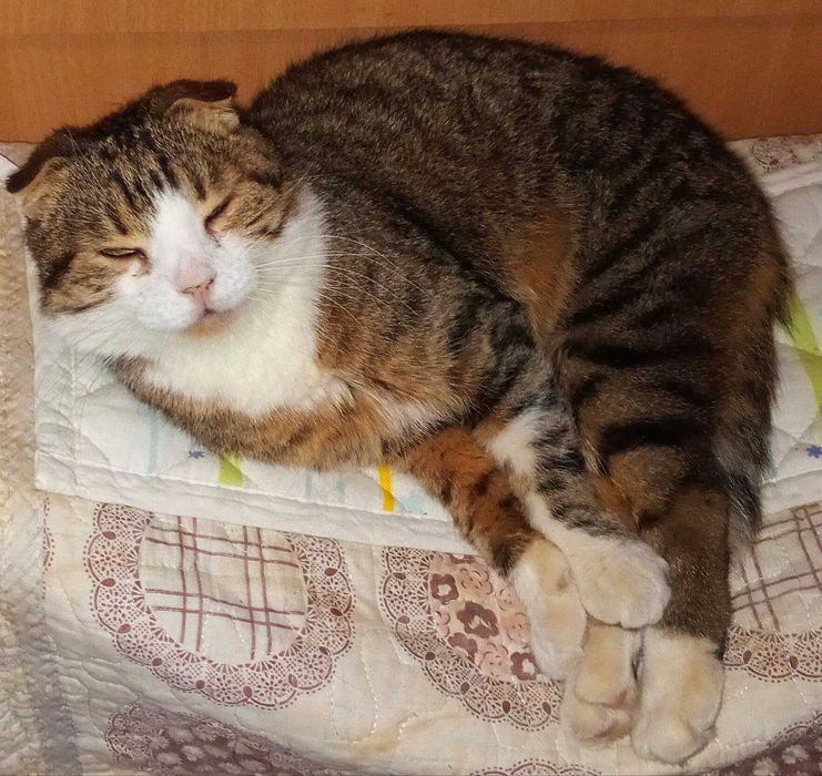 Шукає дім кіт Лунтик