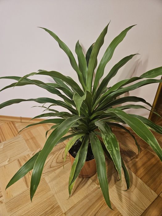 Kwiat Juka wysokość 80cm