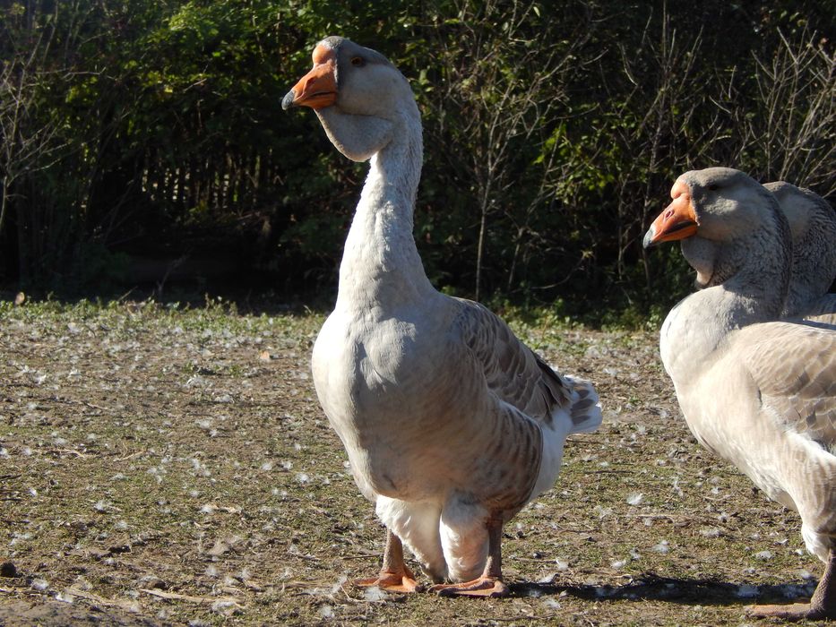 Продам гуси холмогори