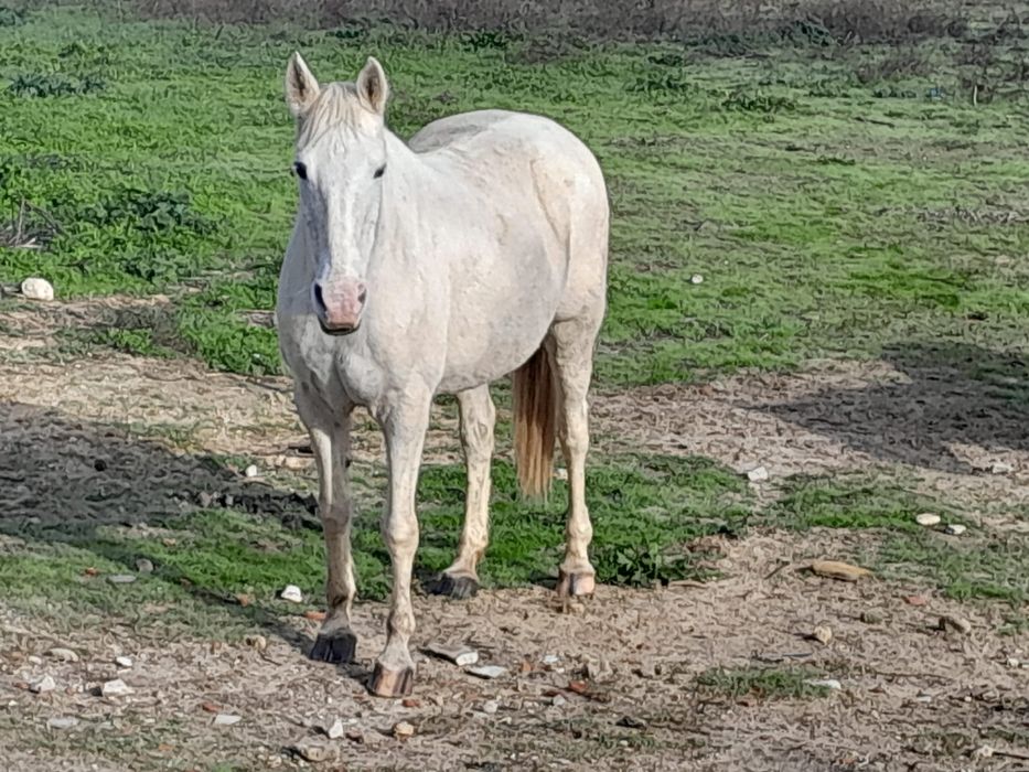2 lindos cavalos lusitana e andaluz
