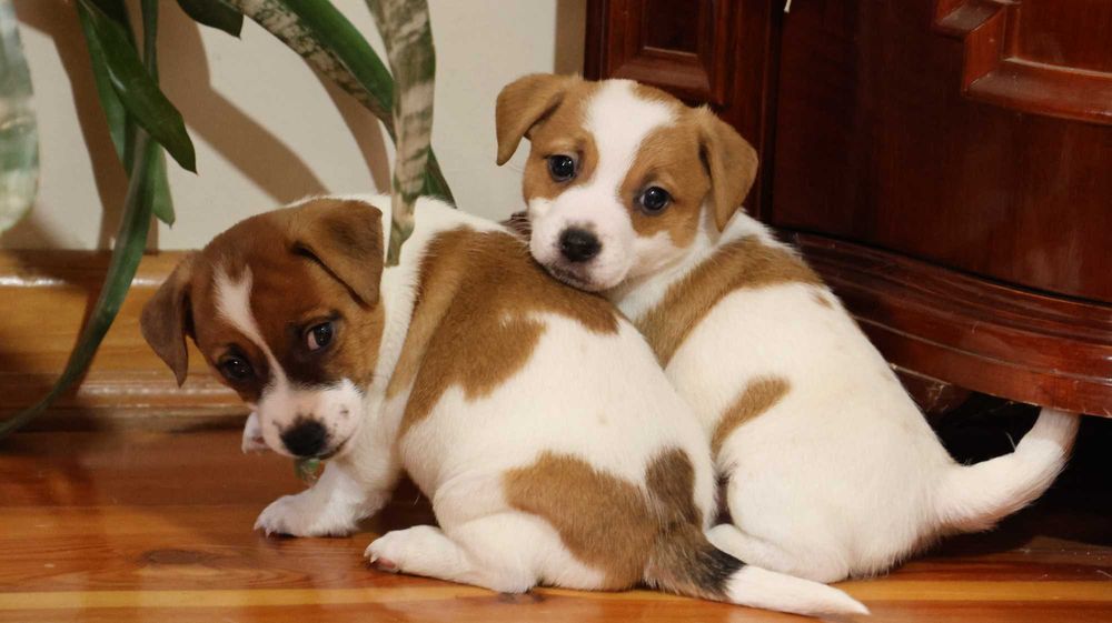 Piękna suczka JRT z hodowli"BREFIO"/badania genetyczne