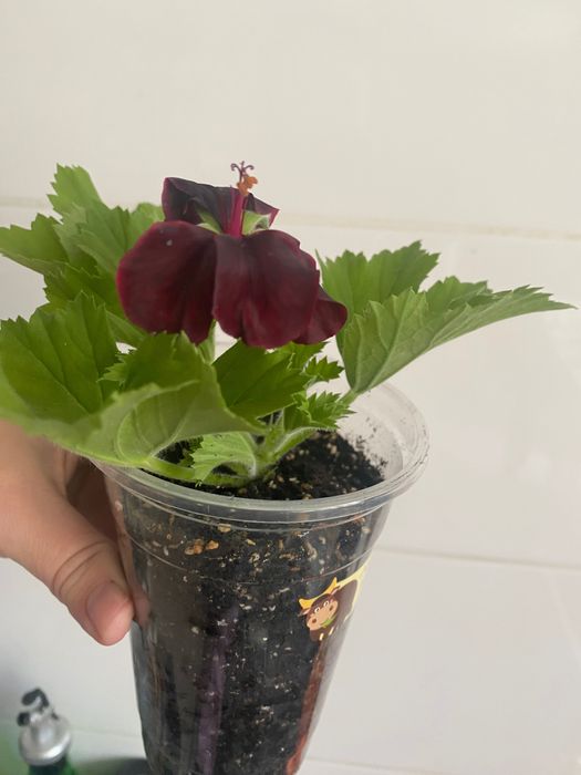 Бордово-чорна королівська пеларгонія