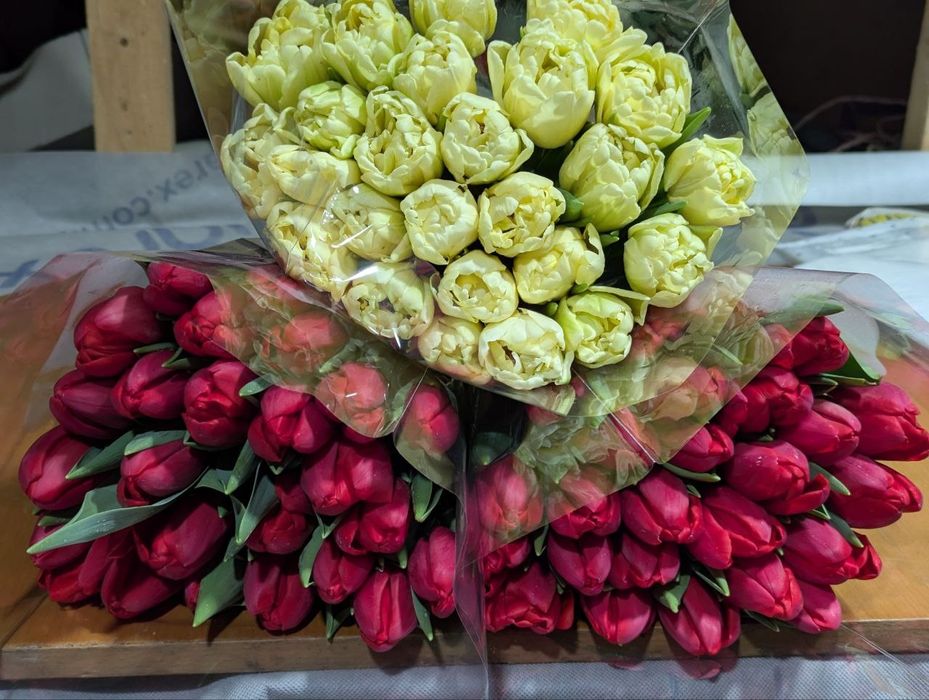 Тюльпани зрізні опт горщики,квіти