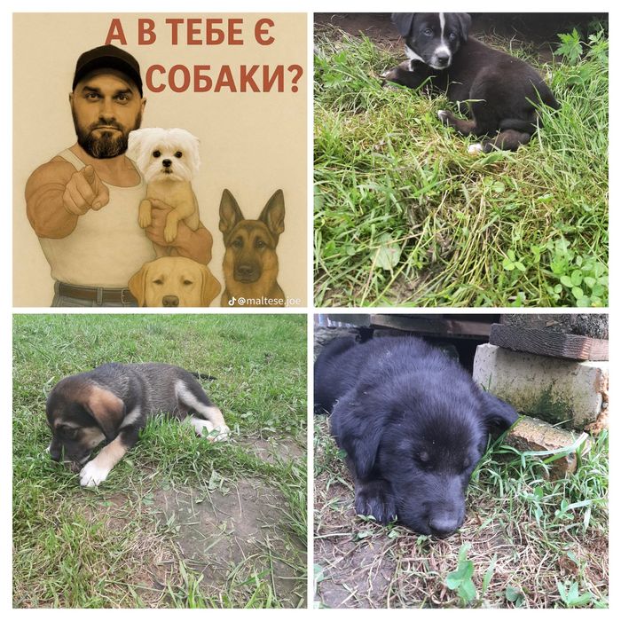 Відам у добрі руки цуценят
