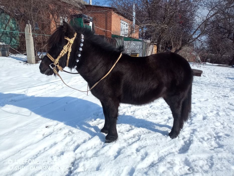 Парадная уздечка для пони
