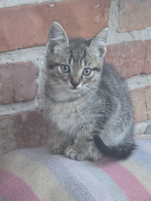 Віддам безкоштовно кошенят