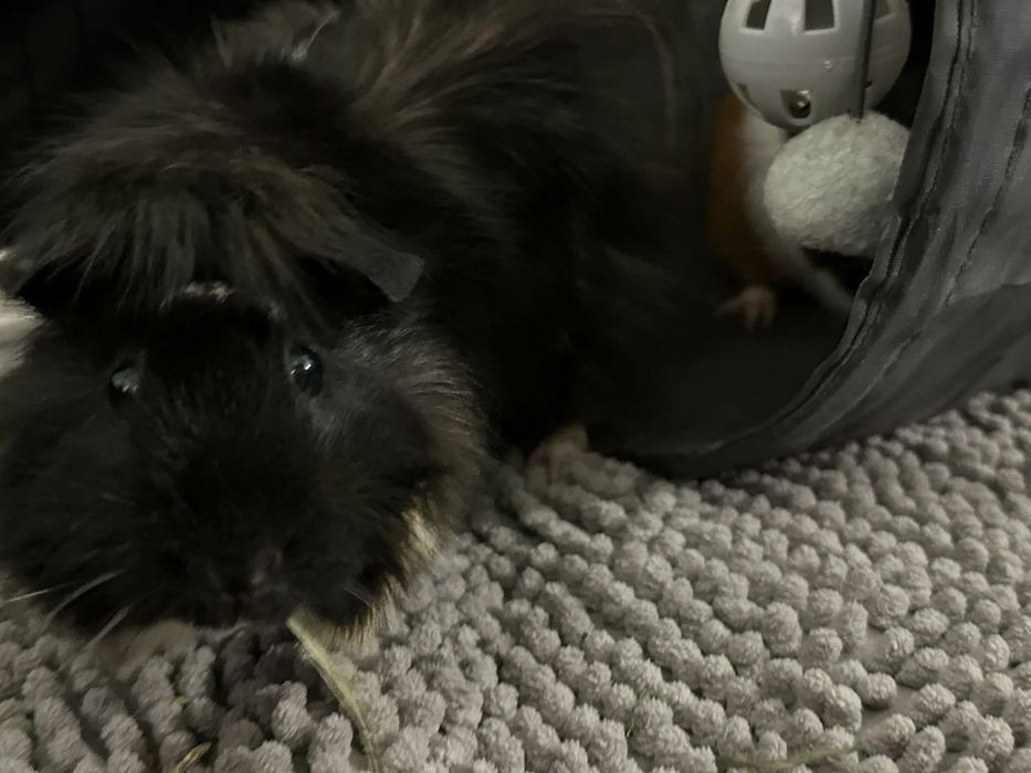 Świnka morska oddam za darmo