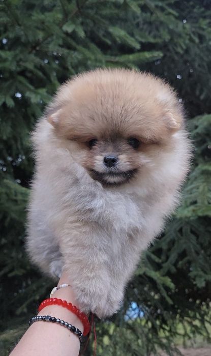 szpic miniaturowy