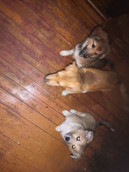 Віддам у добрі руки цуценят три місяці.