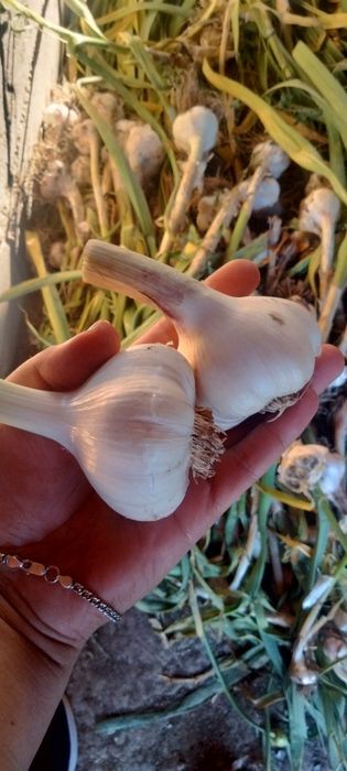 Часник , часник Любаша