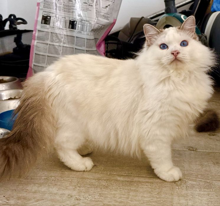 Kocurek Ragdoll seal bicolor lynx