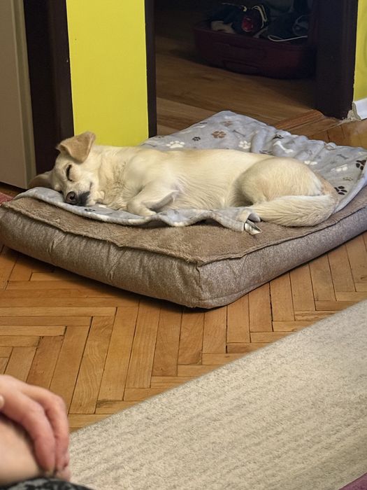 Piesek do oddania Suczka Beza