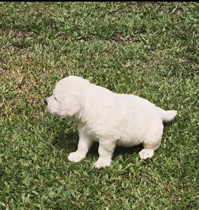 Golden Retriever   disponível.
